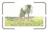 Tropical islands * 1152 x 648 * (313KB)